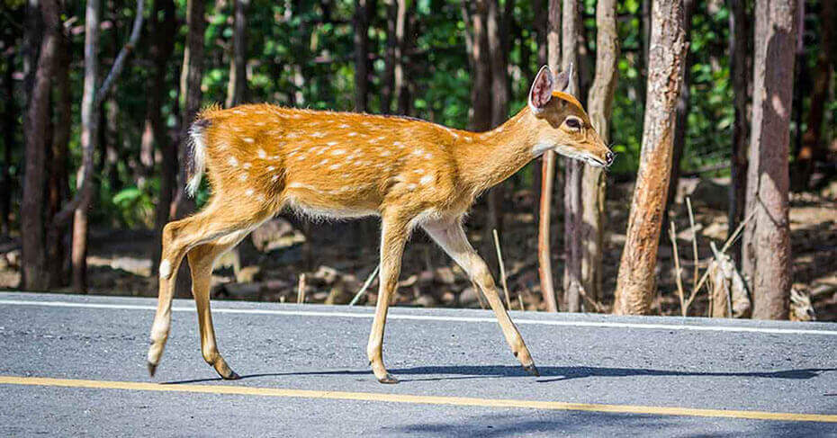 Avoid Deer When Driving With These Tips