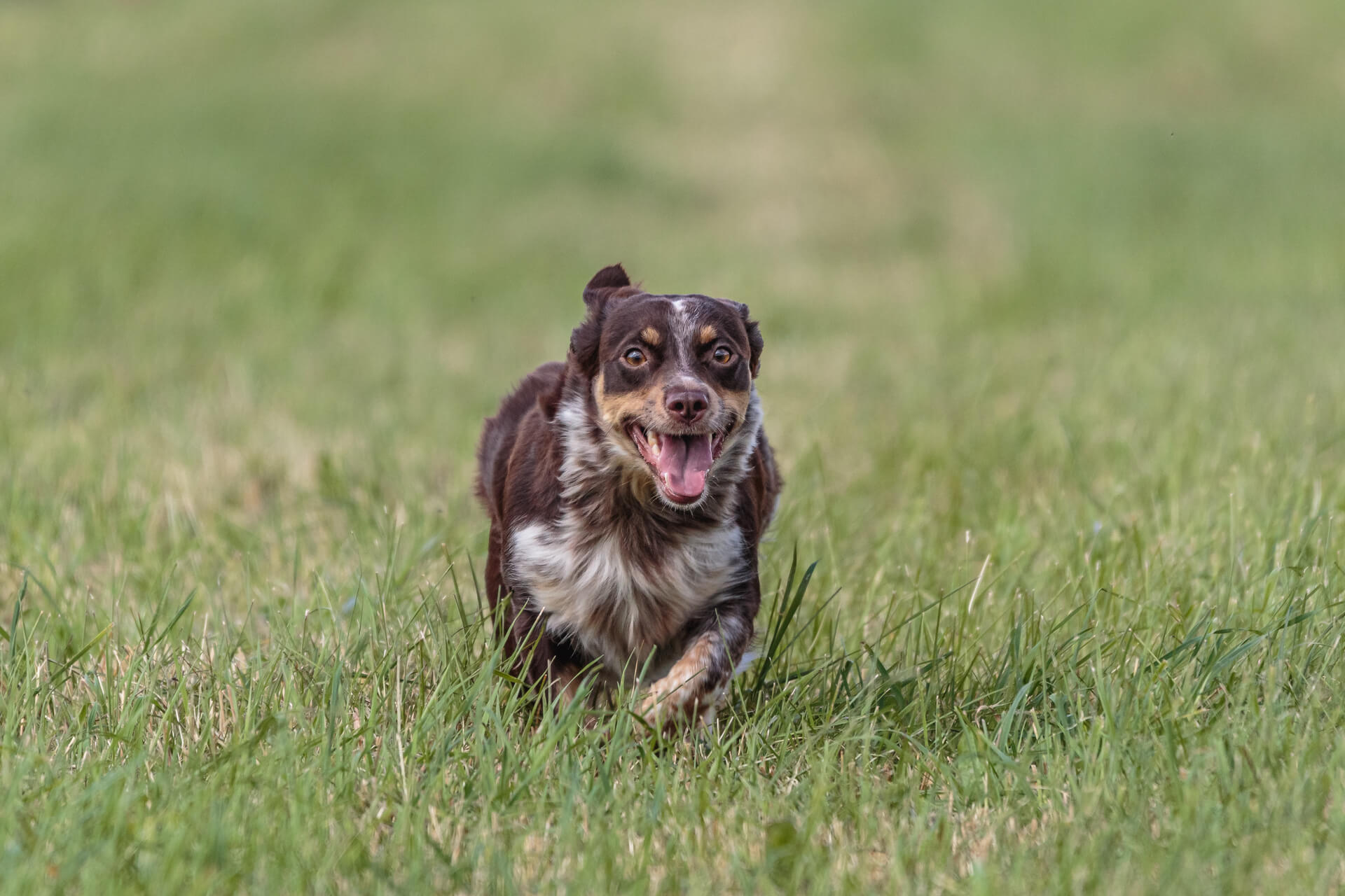 What If You Accidentally Hit Someone’s Pet or Livestock?