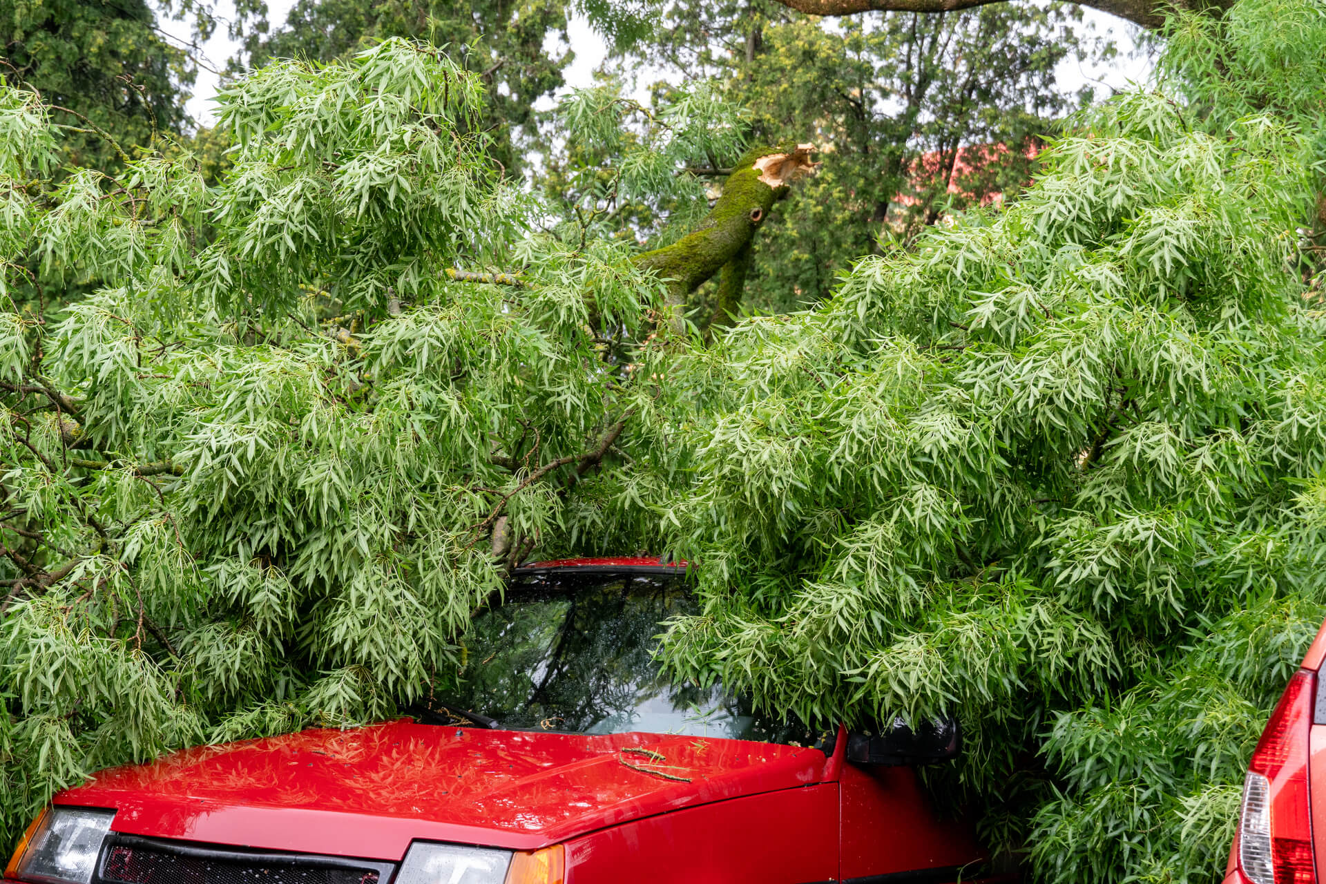 What If You Hit a Deer? (Or a Tree, a Mailbox, or a Shopping Cart…)